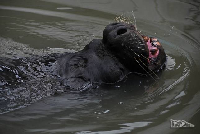 Um leão-marinho nada em seu tanque no Museu Oceanográfico de Rio Grande, no sul do Rio Grande do Sul